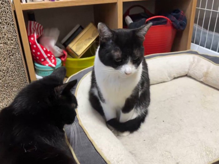 しっぽを体に巻きつけて座るハチワレ猫