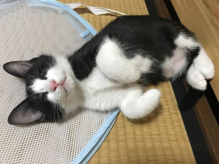 畳の上で寝ている子猫