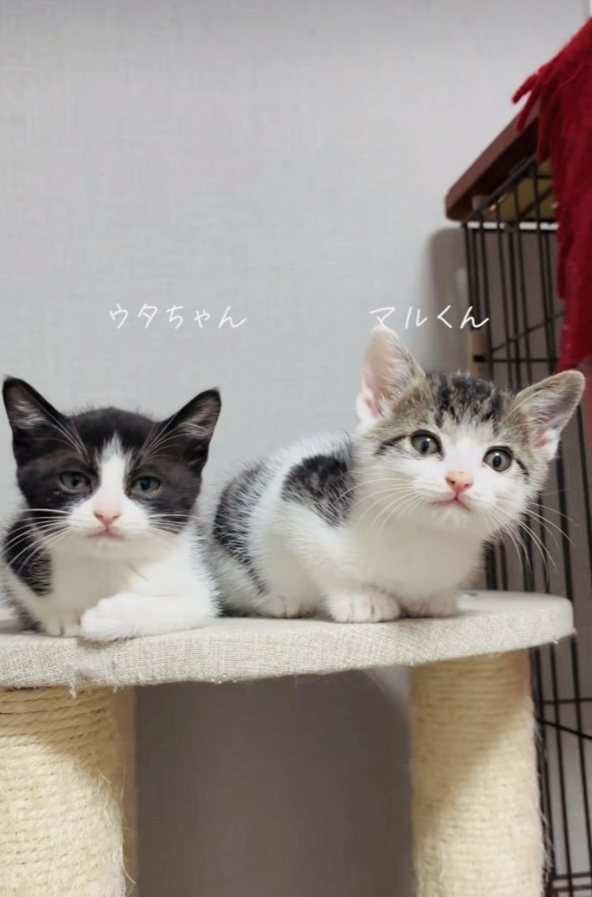 キャットタワーに乗る2匹の子猫