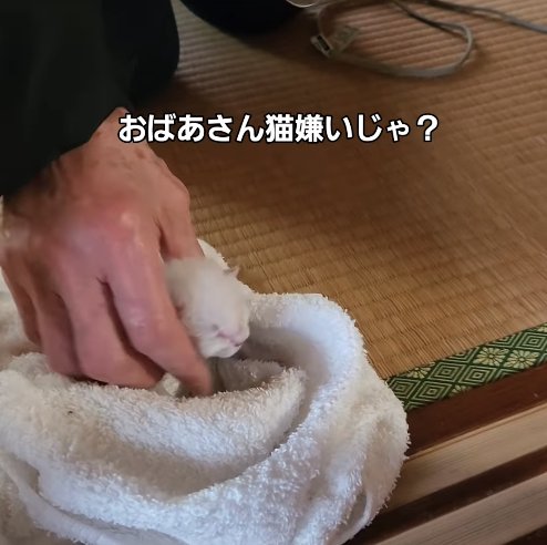 タオルの上で掴まれている白い子猫