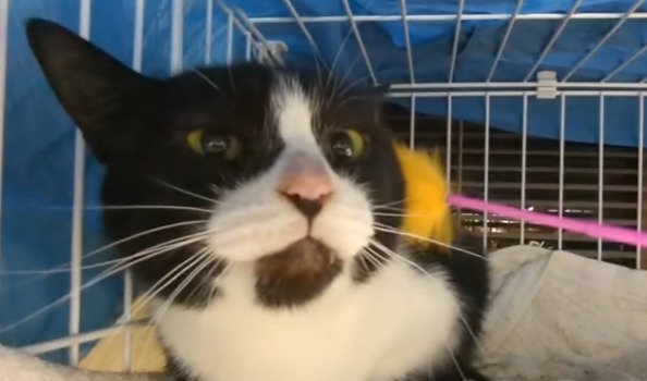 おもちゃで撫でられる猫