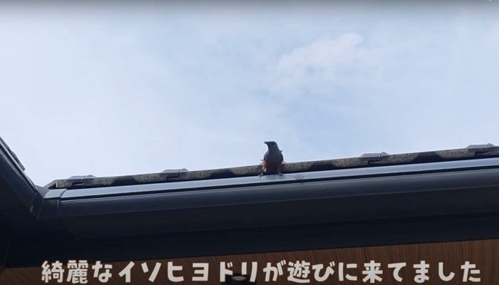 屋根の上に鳥の姿
