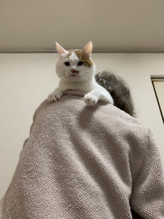 人の肩に乗る猫