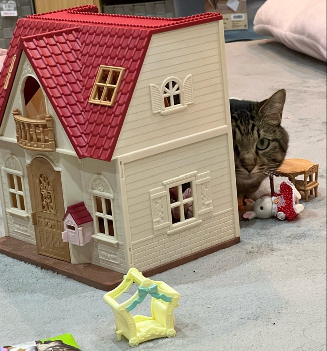 おもちゃの家の背後から姿を見せる猫