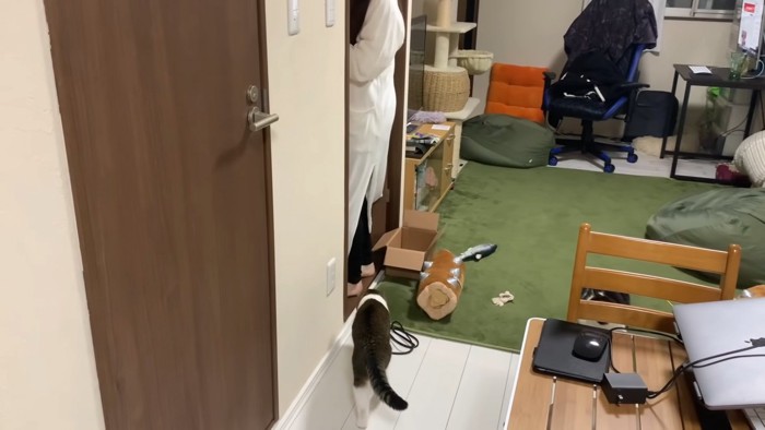 歩く猫の後ろ姿