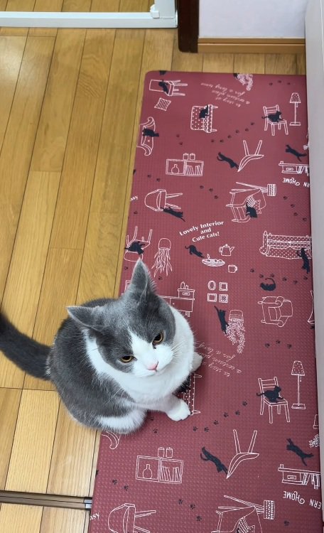 ご飯を待つそらくん