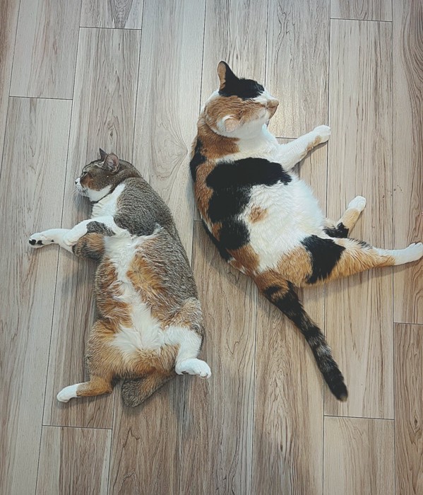 床で寝そべる2匹の猫