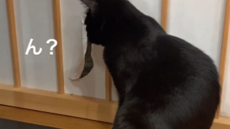 破れた障子と猫