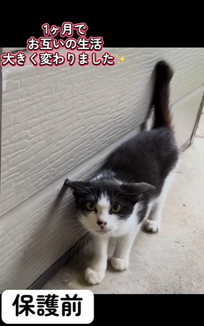 保護前の猫