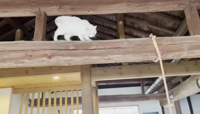 天井梁にいる白猫