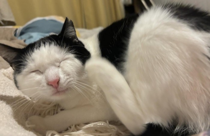 目を閉じたおこめちゃん