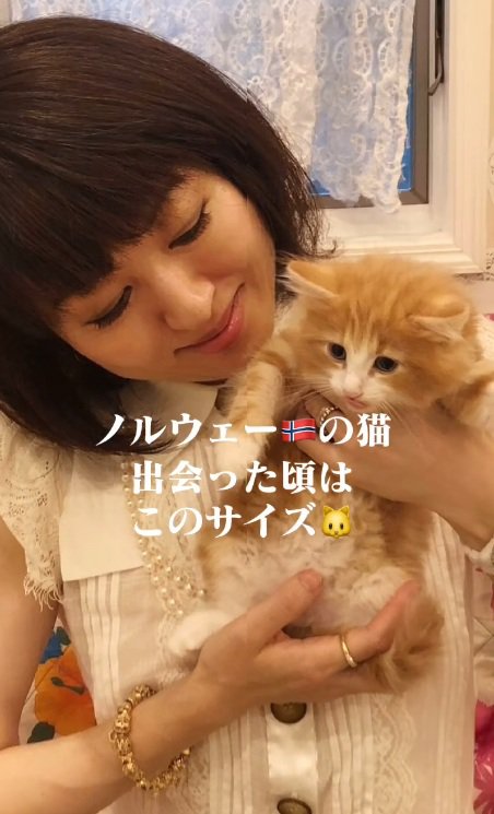 抱かれているノルウェージャンフォレストキャットの子猫