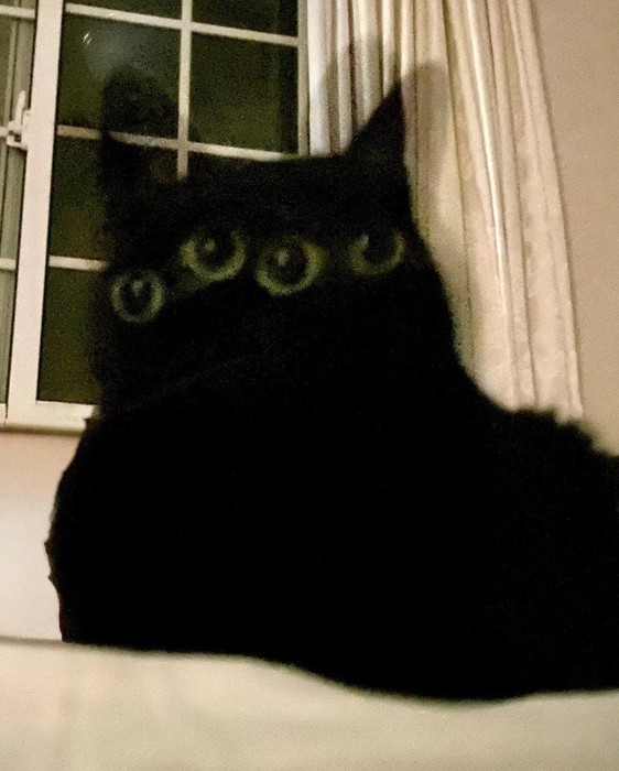 四つ目の猫(アップ)