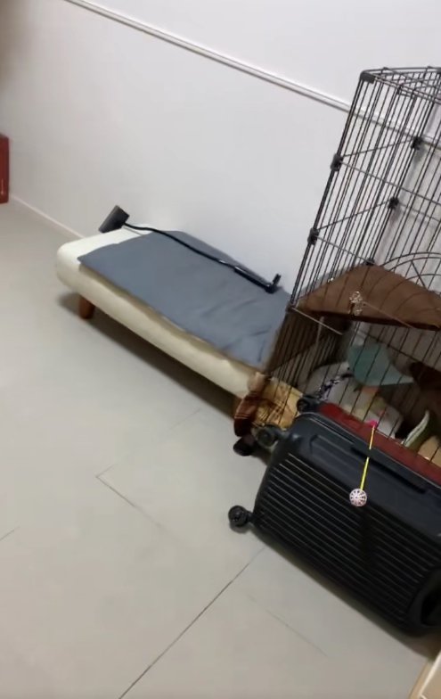 白い椅子と猫のケージ