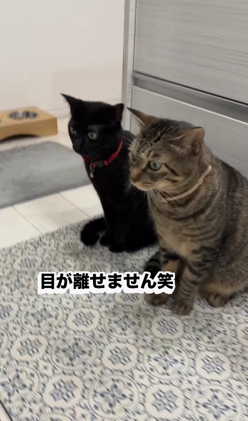 並んでお座りをして目を見開いている2匹の猫「目が離せません笑」