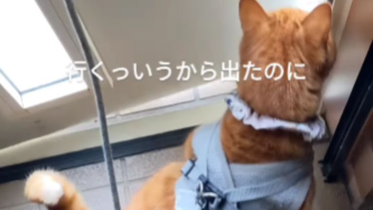 玄関にいる猫