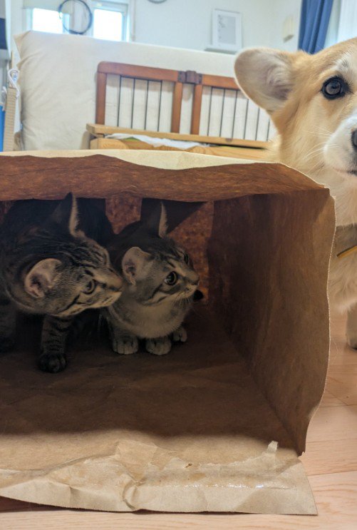 隠れる2匹の猫に近づく犬