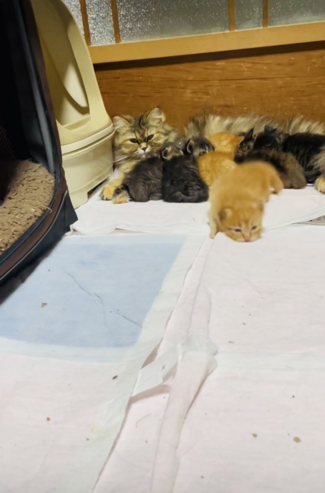 お母さん猫のおっぱいを飲む5匹の子猫とママに向かって歩く茶トラ子猫