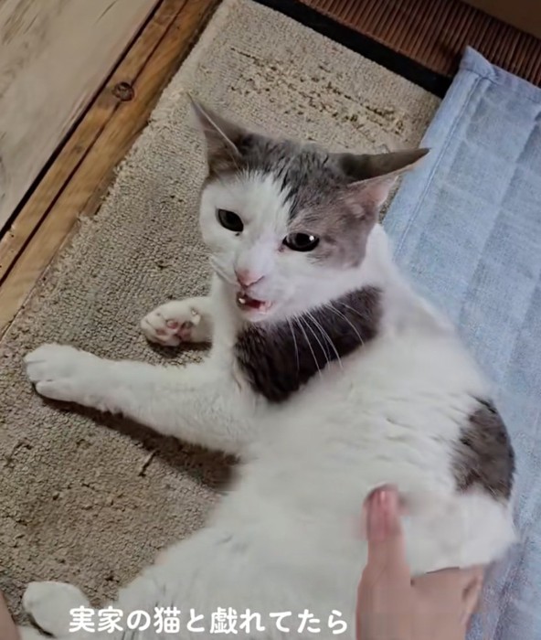 鳴き声を出す猫