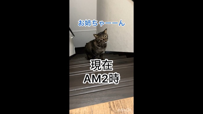 お姉ちゃーーん