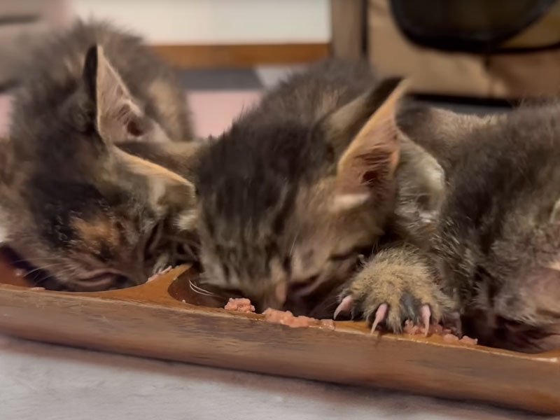 ご飯を食べる子猫