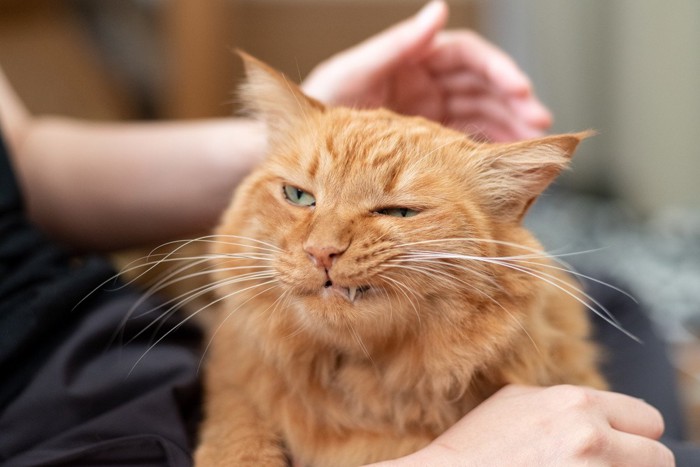 不満げな表情で撫でられている猫