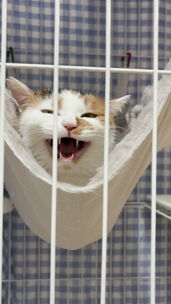 投稿者の声を聞いて返事をする猫