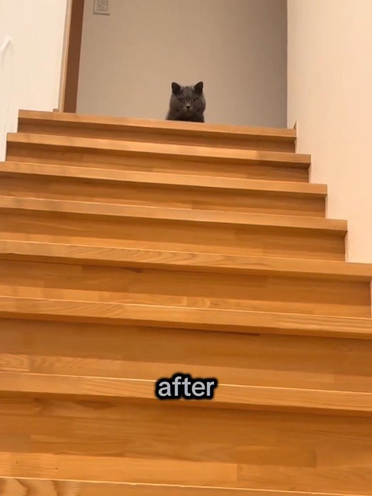 顔だけ見えてる成猫