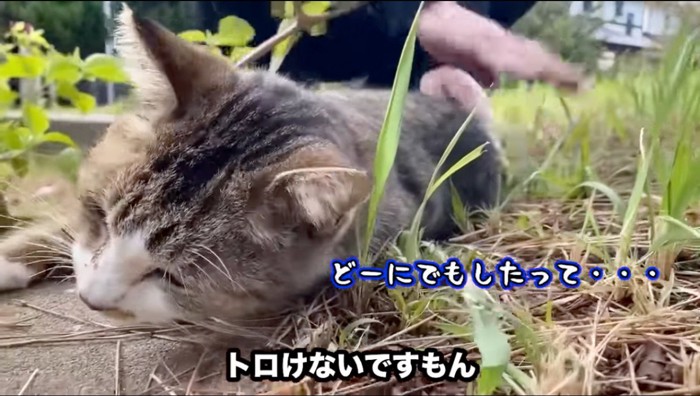 飼い主にお尻を叩かれて地面に転がる野良猫