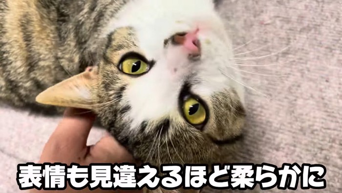 猫の顔のアップ