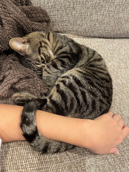 腕にしっぽを巻き付ける猫