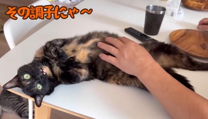 その調子にゃ〜