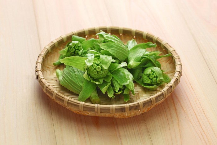 ザルに入ったふきのとう