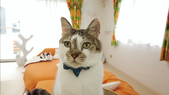 満足気な猫の顔のアップ