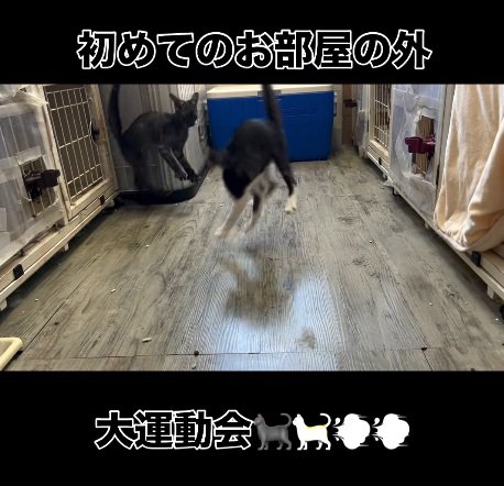 跳ねる2匹の猫