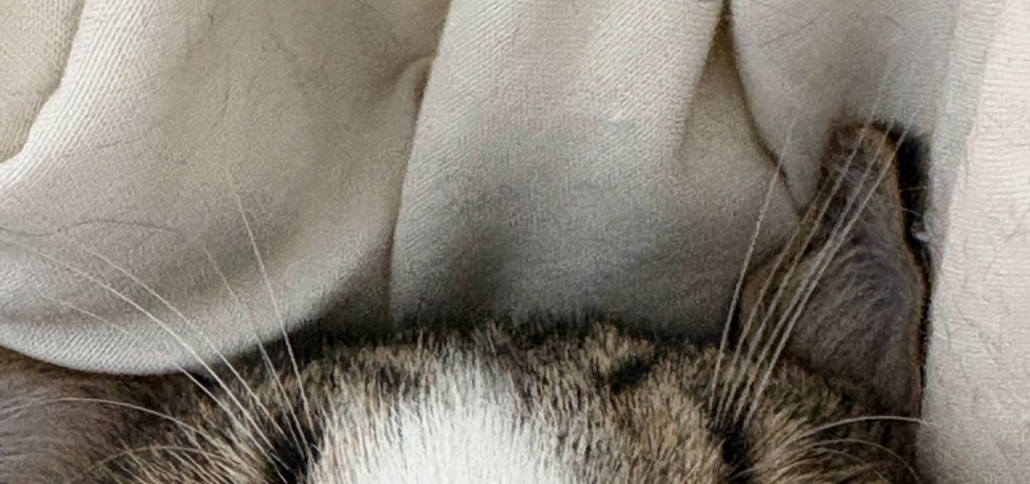 猫の耳