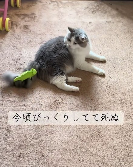 しっぽにぬいぐるみがくっついていることに気づく猫