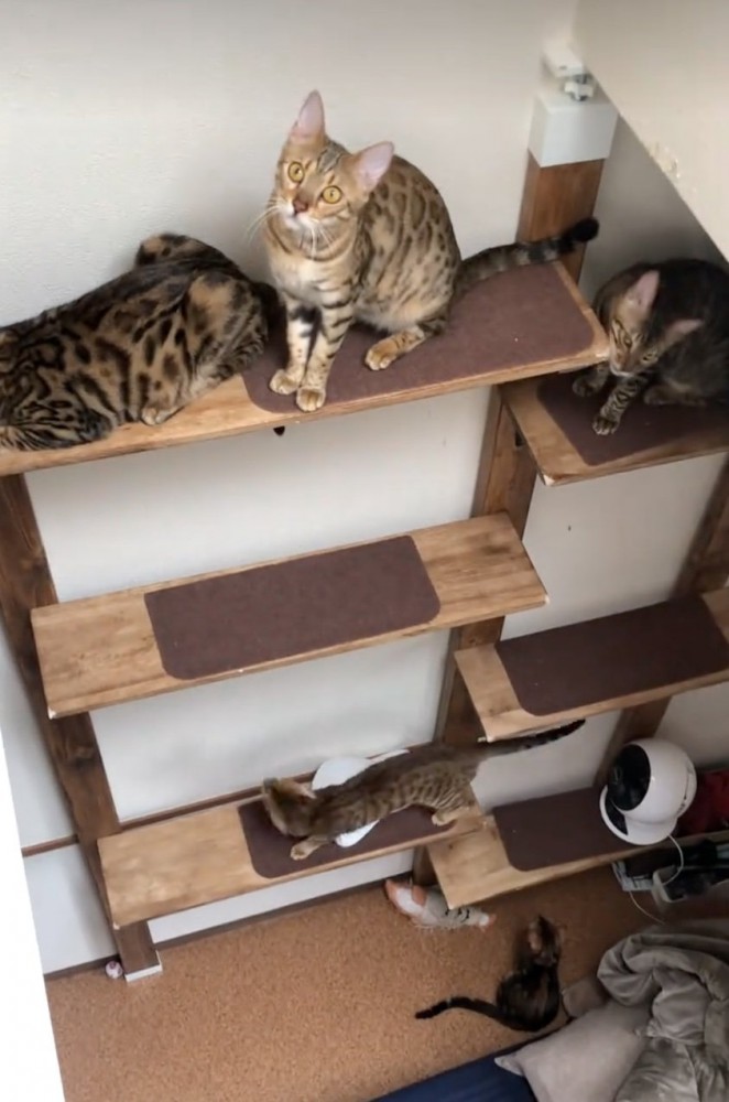 キャットウォールを楽しむ猫