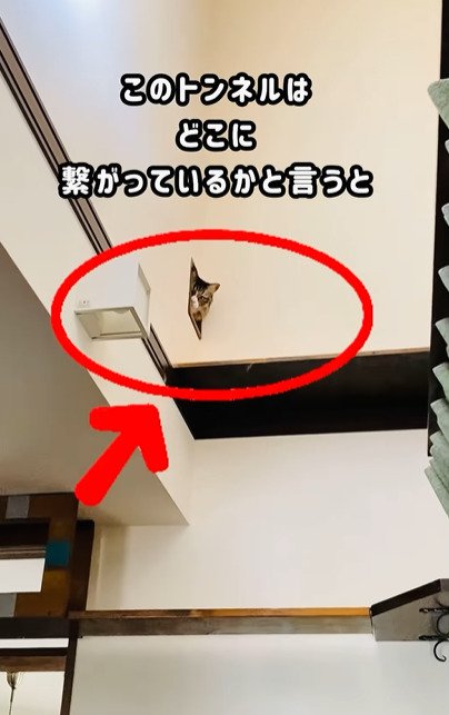 トンネルから顔を出す猫