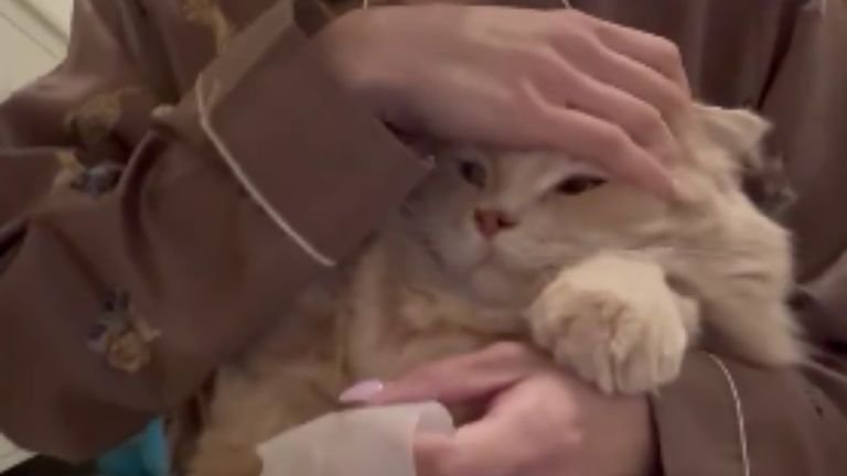 耳掃除している猫