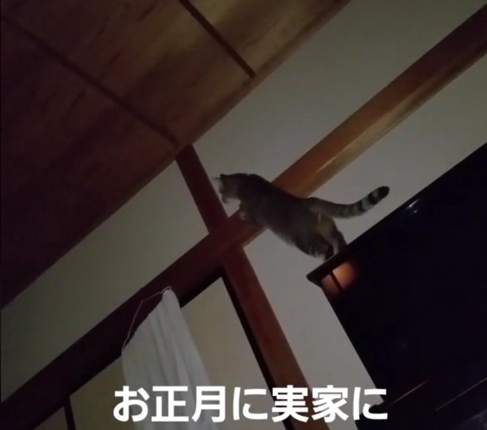 タンスを見つめるチルちゃん