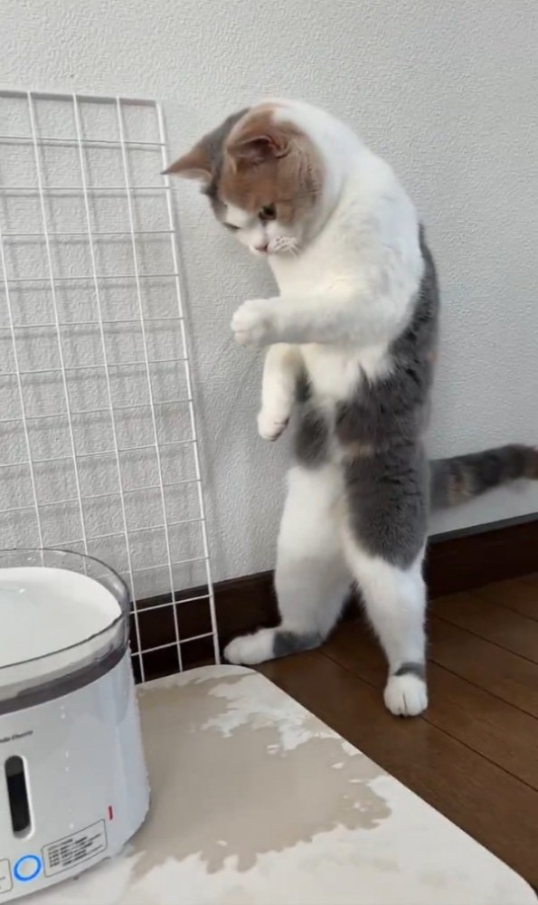 仁王立ちするるなちゃん