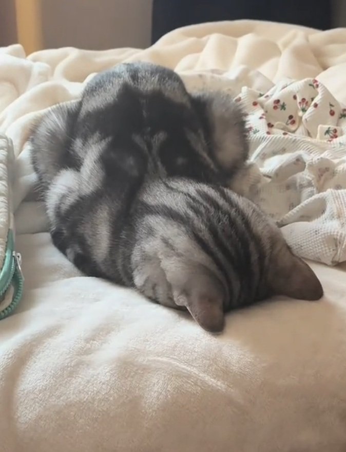 ごめん寝する猫