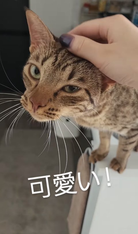 頭を撫でられている猫