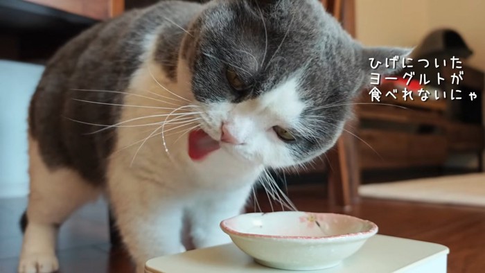 ヒゲにヨーグルトをつけたビビちゃん