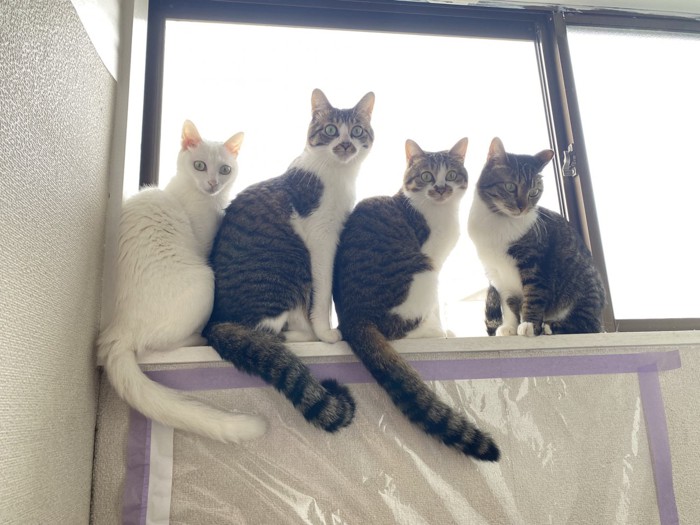 窓際に並ぶ猫たち