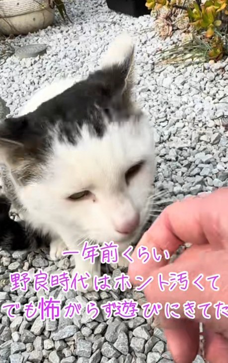手の匂いを嗅いでいる野良猫
