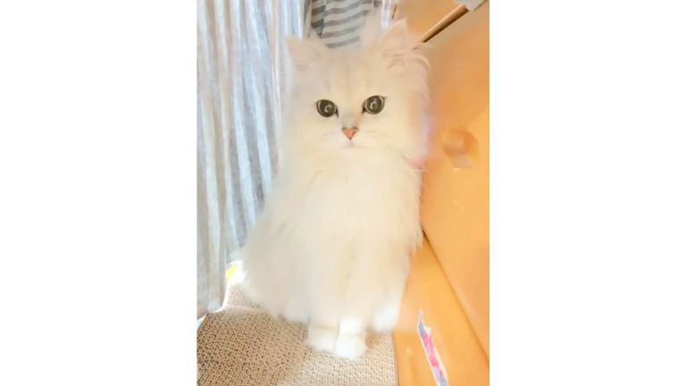 室内にいる猫