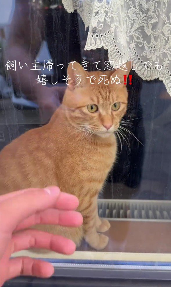 窓の向こうの猫