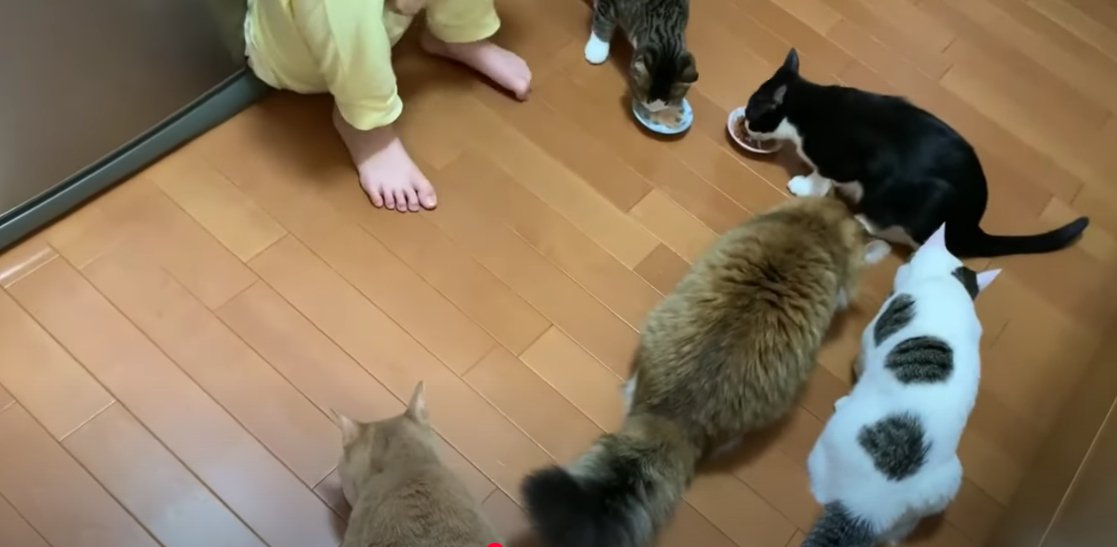 おやつを食べている5匹の猫